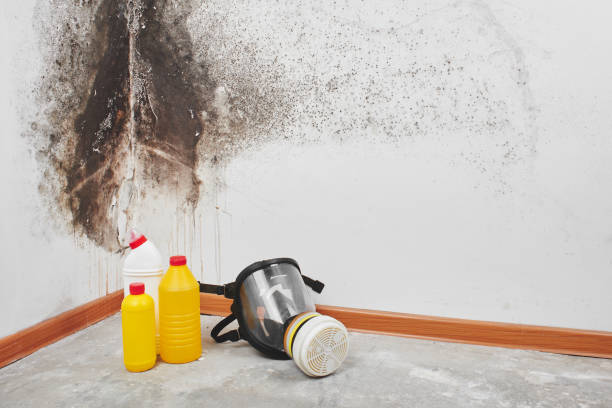 Best Mold Damage Repair  in Allen, TX
