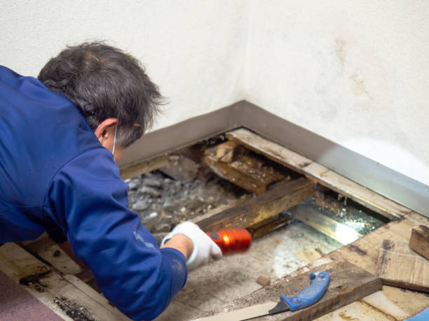 Best Mold Cleaning Services  in Allen, TX