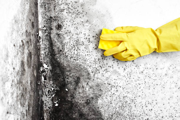 Best Commercial Mold Removal  in Allen, TX