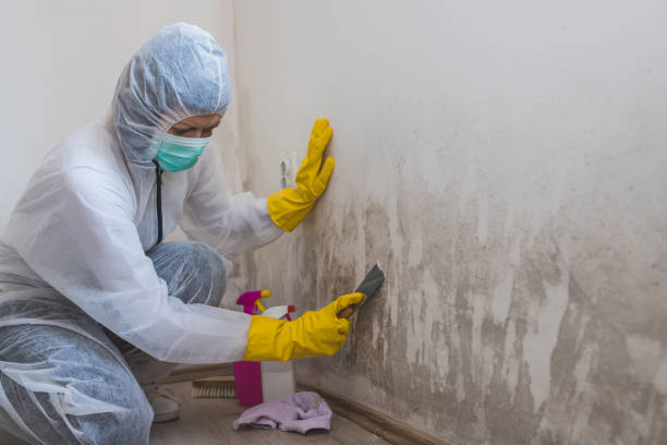 Best Residential Mold Removal  in Allen, TX