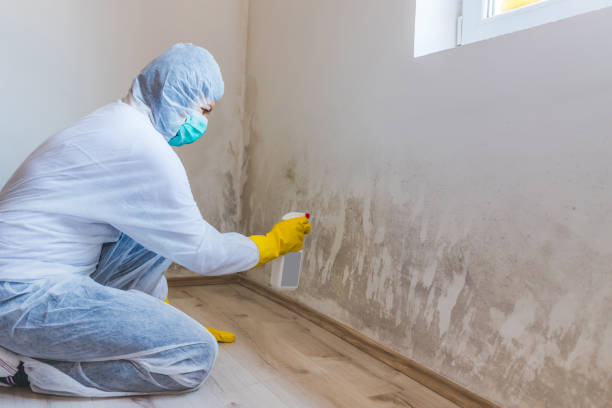 Best Mold Testing and Removal  in Allen, TX