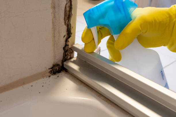 Best Mold Removal and Inspection  in Allen, TX