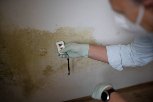 Best Certified Mold Removal  in Allen, TX