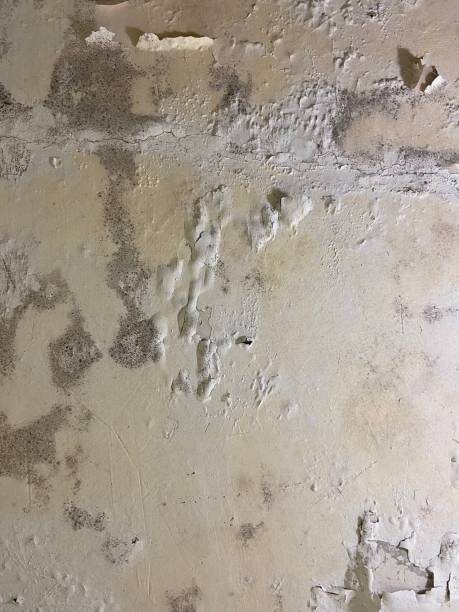 Mold Removal and Inspection in Allen, TX