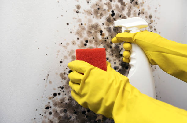 Best Certified Mold Removal  in Allen, TX
