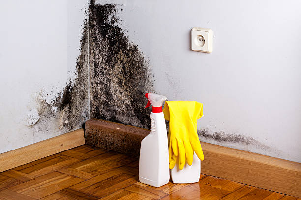 Best Same-Day Mold Removal  in Allen, TX