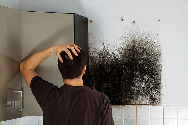 Professional Mold Removal in Allen, TX