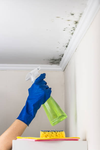 Best Emergency Mold Removal  in Allen, TX