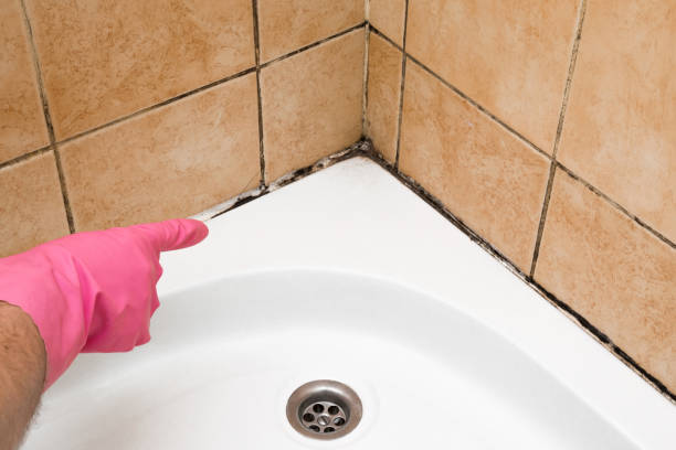 Best Best Mold Removal Companies  in Allen, TX