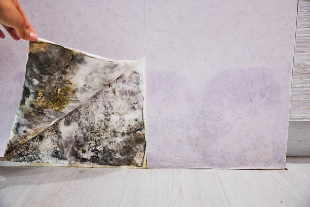 Best Best Mold Removal Companies  in Allen, TX